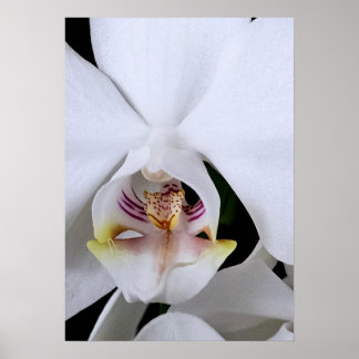 Póster de flor de orquídea blanca