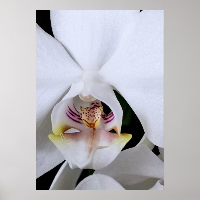Póster de flor de orquídea blanca (Frente)
