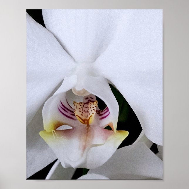 Póster de flor de orquídea blanca (Frente)