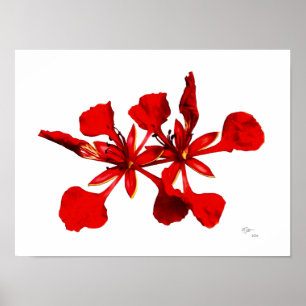 Póster de Flor de Poinciana Real