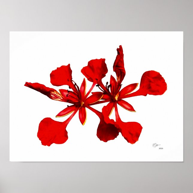 Póster de Flor de Poinciana Real (Frente)