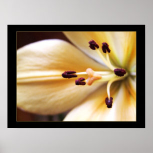 Póster de Flor de Reloj Parado