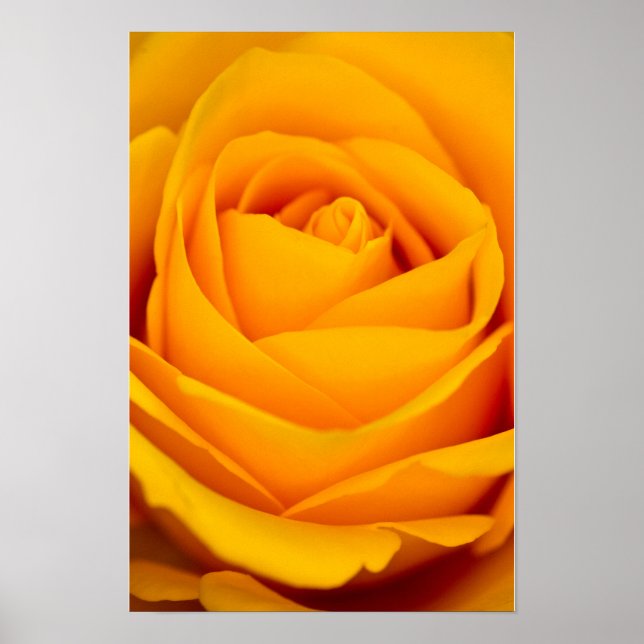 Póster de flor de rosa amarilla (Frente)