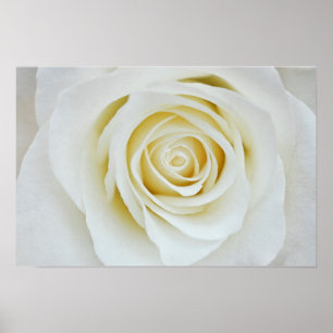 Póster de flor de rosa blanca