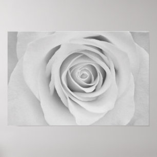 Póster de flor de rosa en blanco y negro