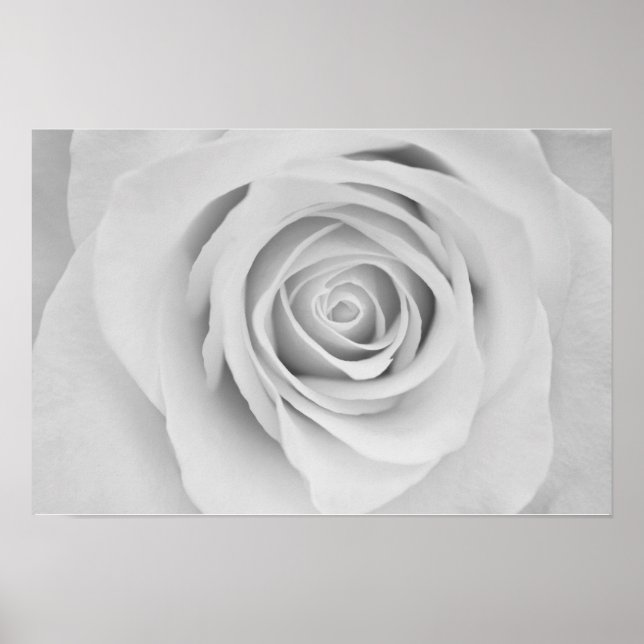 Póster de flor de rosa en blanco y negro (Frente)
