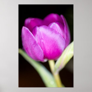 Póster de flor de tulipán púrpura