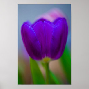 Póster de flor de tulipán púrpura