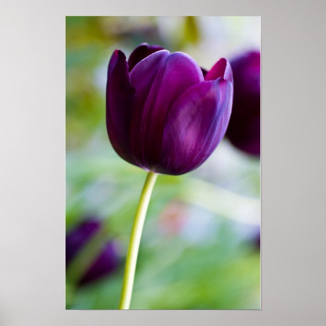 Póster de flor de tulipán púrpura (Frente)