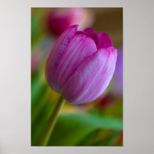 Póster de flor de tulipán púrpura