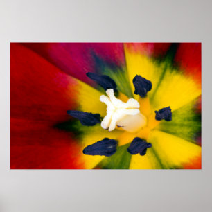 Póster de flor de Tulipán Rojo