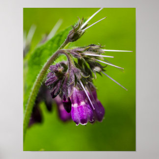 Póster de Flor Morada