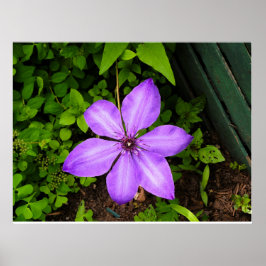 Póster de flor púrpura