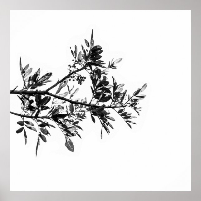 Póster de flores de árbol de pimienta hojas natura (Frente)
