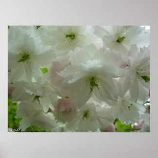 Poster de flores de cerezo Impresión de flores bla