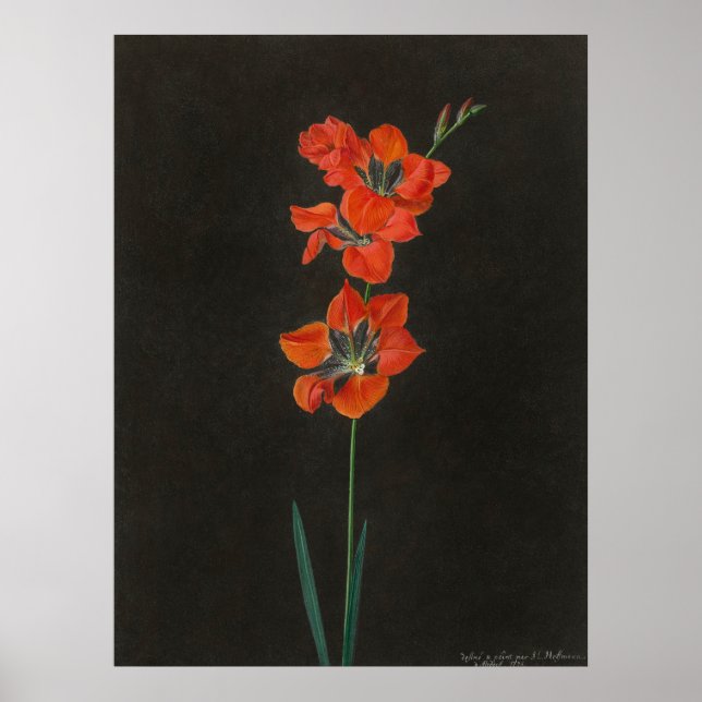 Póster de flores de Lelie de Hoffmann (Frente)