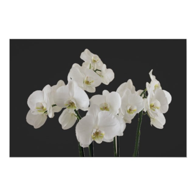 Poster de flores de orquídeas blancas (Anverso)