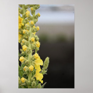 Póster de flores de verbasco naranja