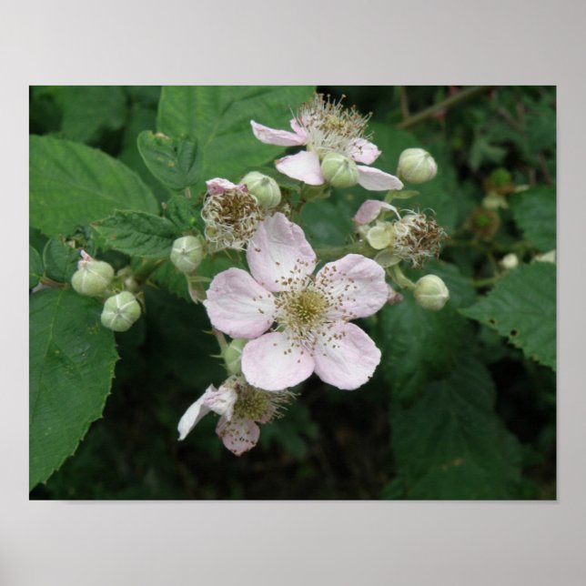 Póster de Flores de Zarzamora (Frente)