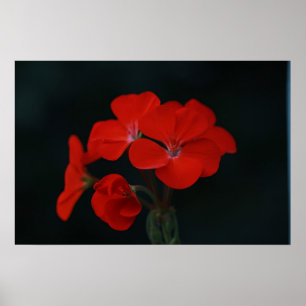 Póster de flores rojas sobre fondo negro