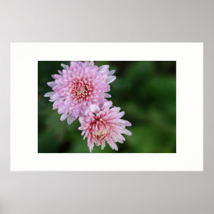 Póster de Flores Rosadas Suaves Preciosas