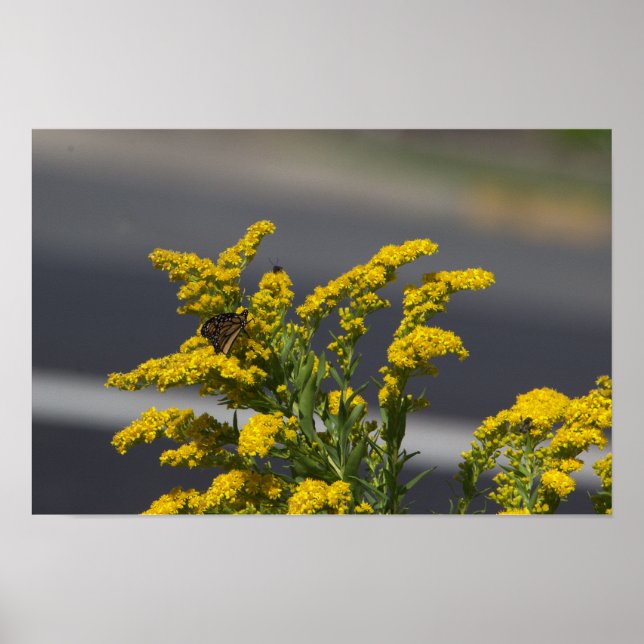 Póster de flores silvestres amarillas con mariposa (Frente)