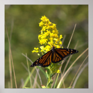 Póster de flores silvestres amarillas con mariposa