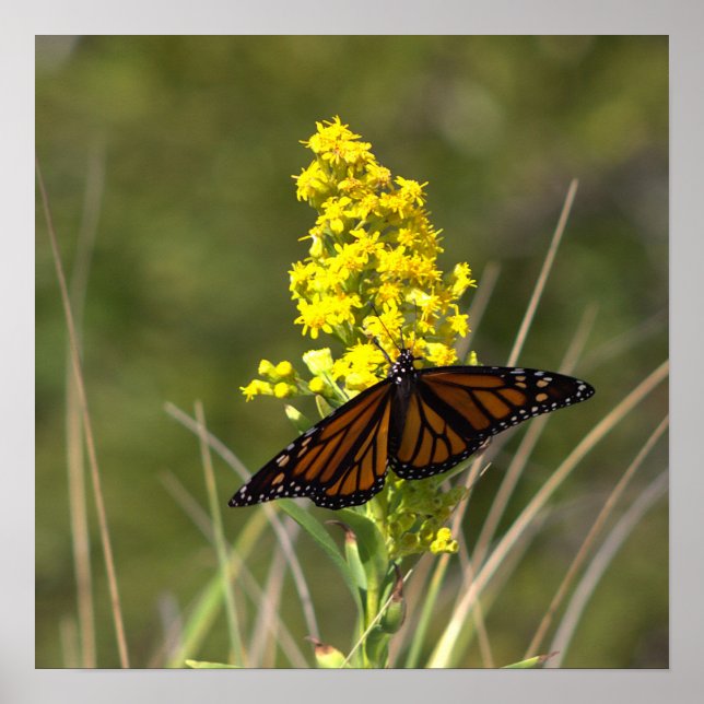 Póster de flores silvestres amarillas con mariposa (Frente)