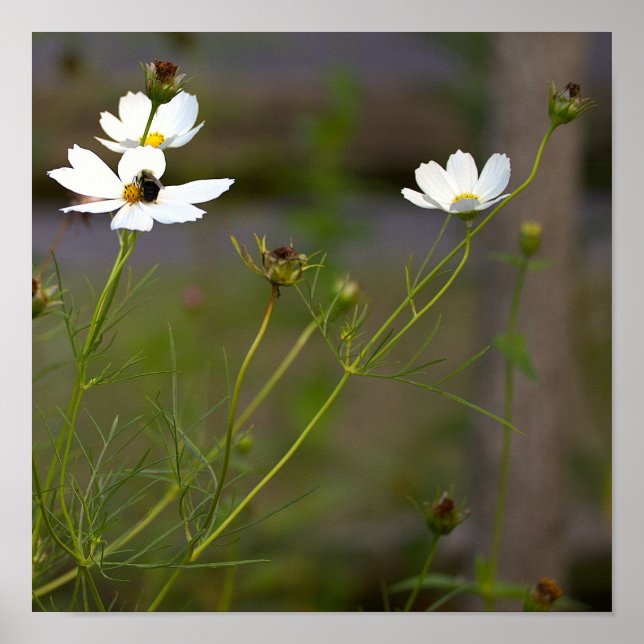 Póster de flores silvestres blancas (Frente)