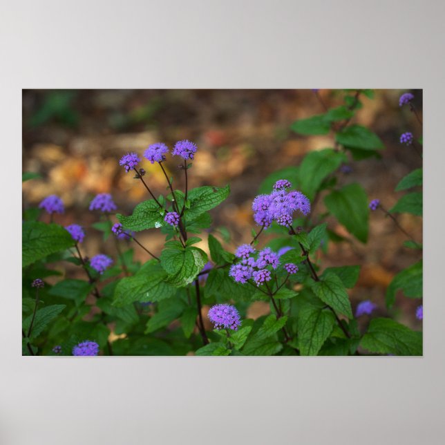 Póster de flores silvestres púrpuras (Frente)