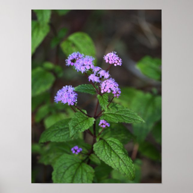 Póster de flores silvestres púrpuras (Frente)