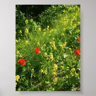 Póster de flores silvestres rojas en prado de vera