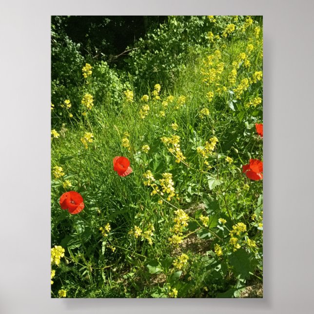 Póster de flores silvestres rojas en prado de vera (Frente)