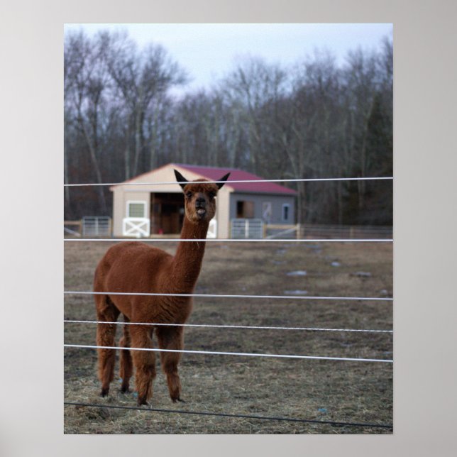 Póster de foto de alpaca (Frente)