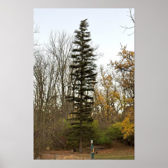 Póster de foto de árbol alto (Frente)