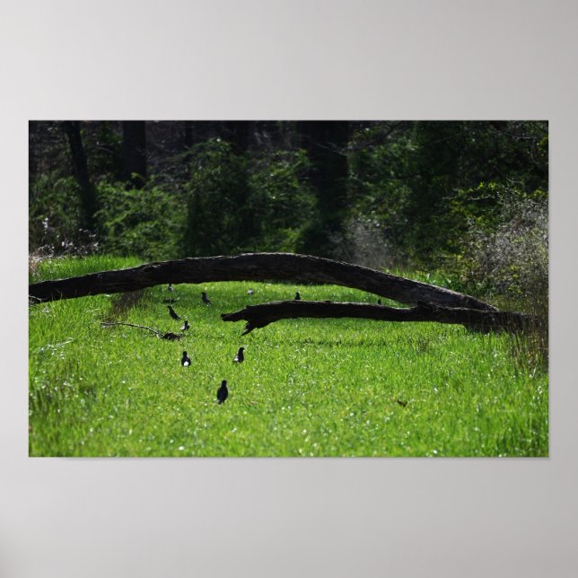 Póster de foto de árbol caído (Frente)