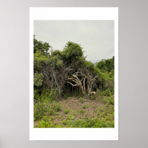 Póster de foto de árbol destrozado