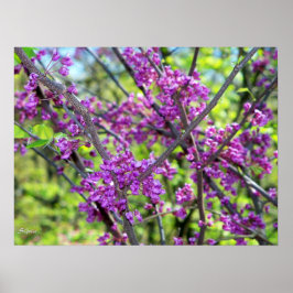 Póster de foto de árbol en flor Cercis de Missouri