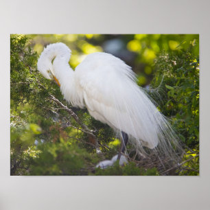 Póster de foto de ave Garza blanca