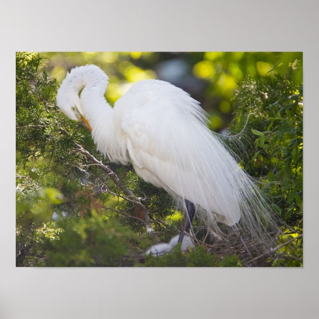 Póster de foto de ave Garza blanca (Frente)