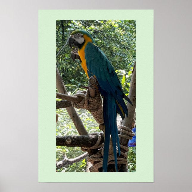 Póster de foto de ave guacamayo  (Frente)