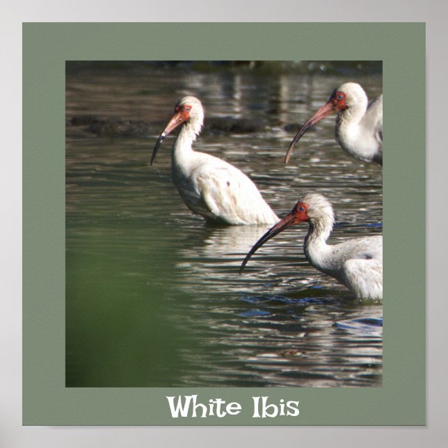 Póster de foto de ave Ibis Blanco (Frente)