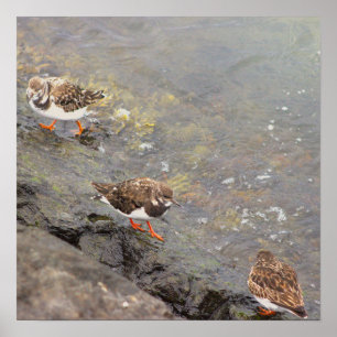 Póster de Foto de Aves en Roca