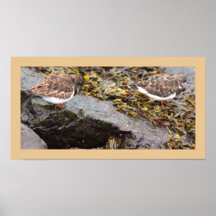 Póster de Foto de Aves en Rocas