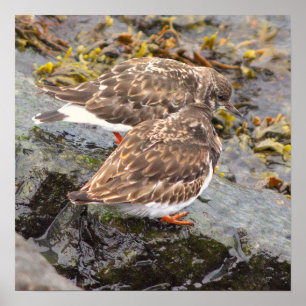 Póster de foto de aves en rocas