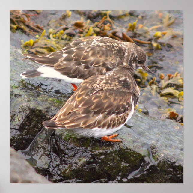 Póster de foto de aves en rocas (Frente)