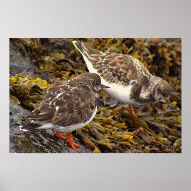 Póster de Foto de Aves en Rocas (Frente)