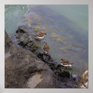 Póster de Foto de Aves en Rocas