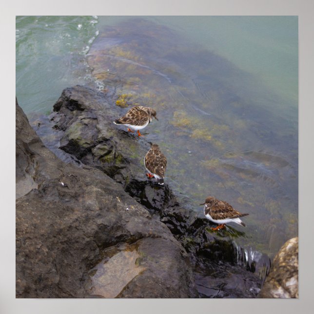 Póster de Foto de Aves en Rocas (Frente)