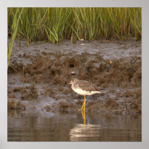 Póster de foto de aves paisaje acuático